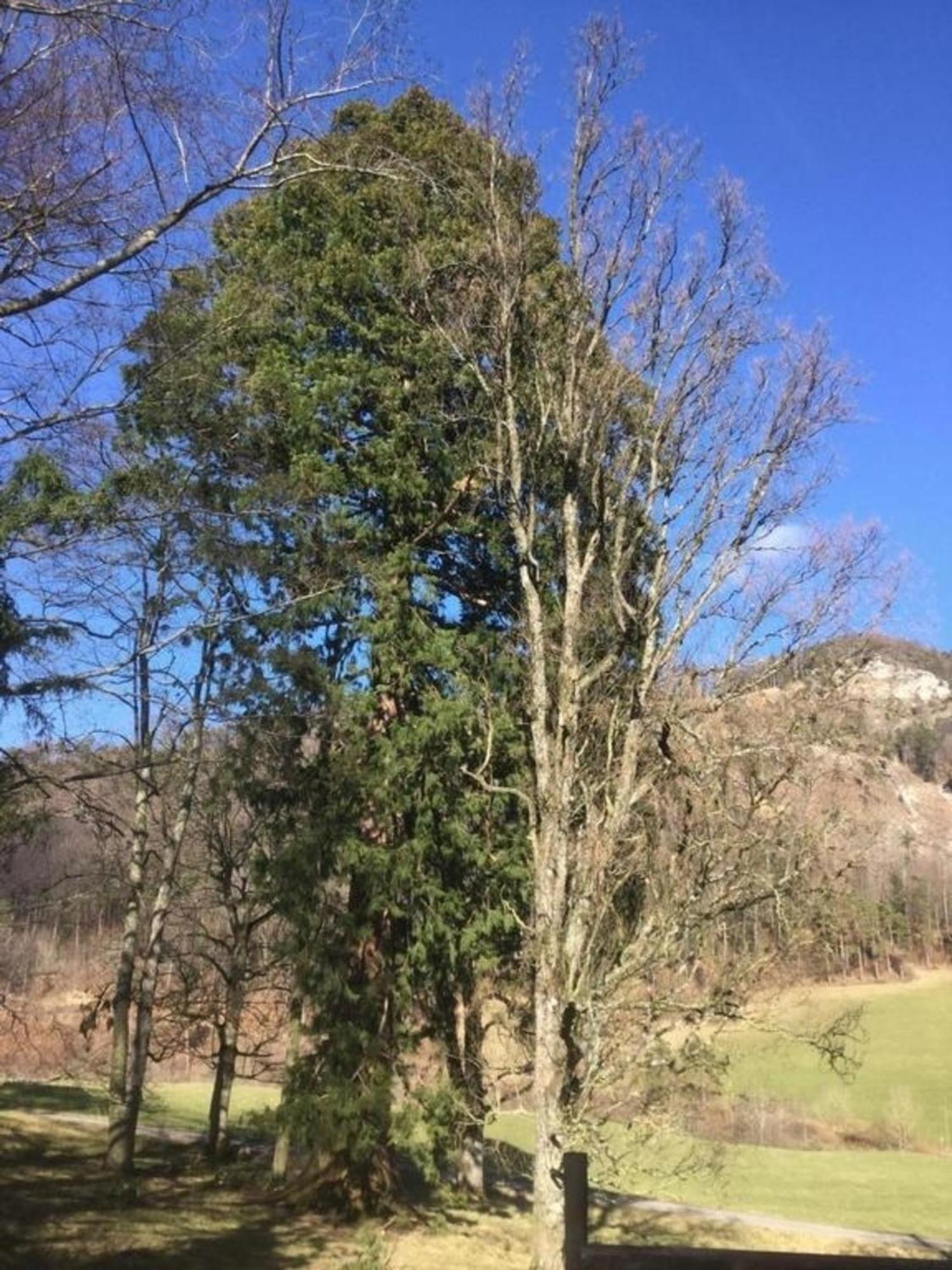 Ferienwohnung Hof Unterer Duerrenberg Langenbruck المظهر الخارجي الصورة